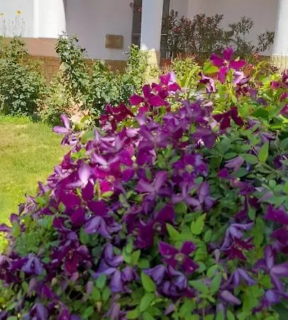 Pensiune Casa Blanca Din 3*